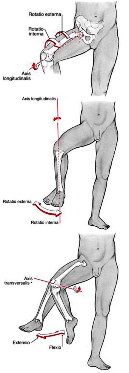 Povrede-ligamenta-kolena1