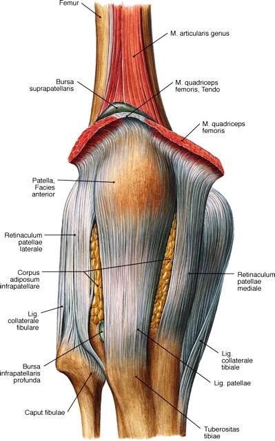 ligamenti-kolena